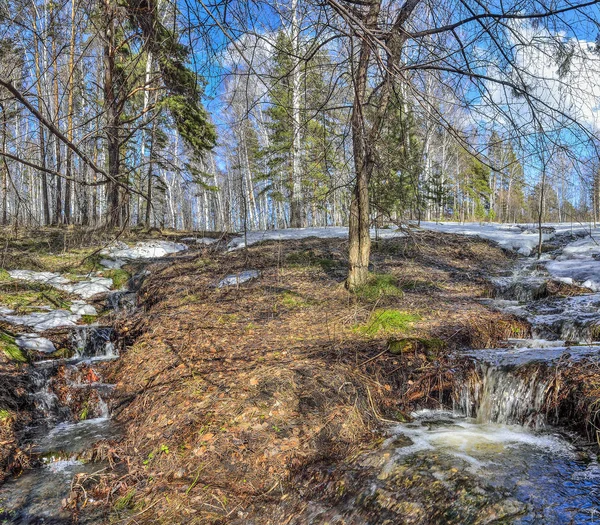 Eriyen kar ve brooks ile orman manzarada erken Bahar — Stok fotoğraf