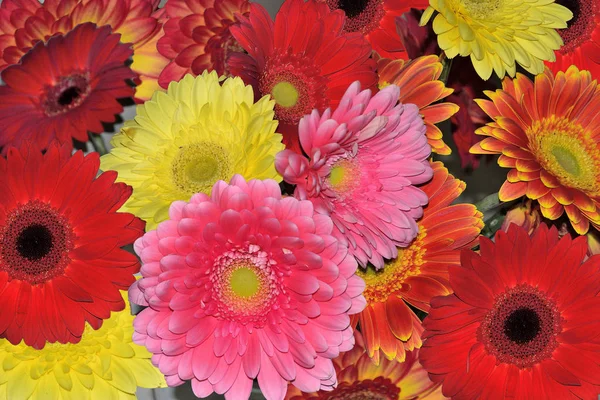 Bouquet of different bright and joyful gerberas close up — Stock Photo, Image