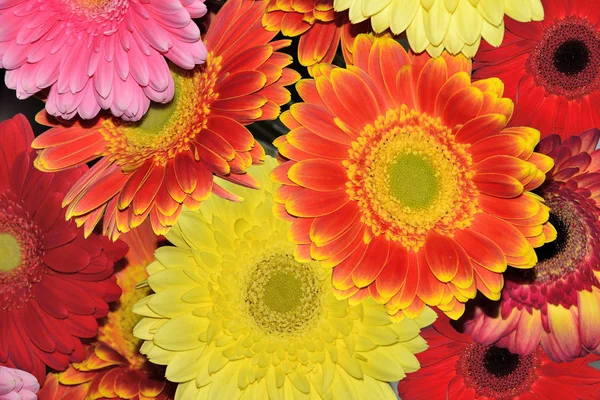Bouquet de gerberas lumineuses et joyeuses différentes en gros plan — Photo