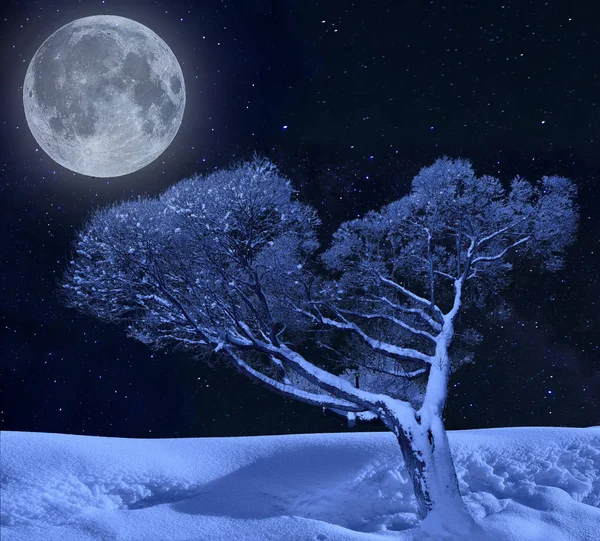 星降る夜空の月明かりの下で冬の孤独なツリー — ストック写真