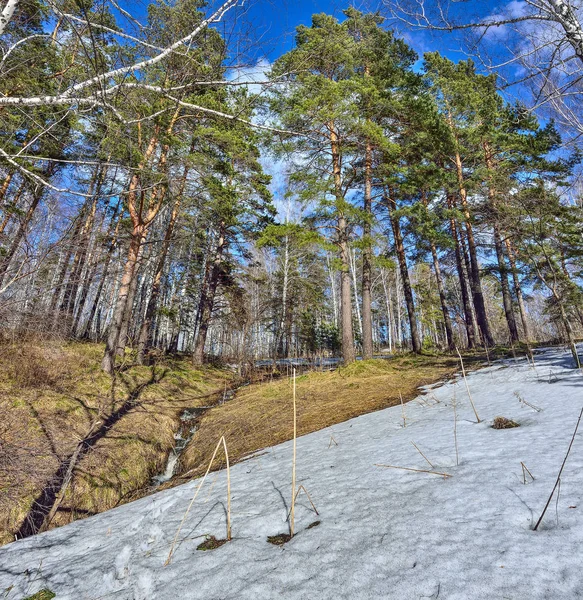 Paisaje de primavera temprana en el bosque con nieve derretida y arroyos — Foto de Stock