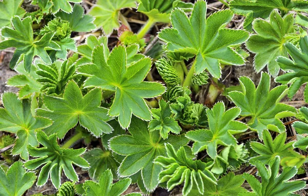 Unga våren snidade gröna blad av ängen gräs, selektiv tant — Stockfoto
