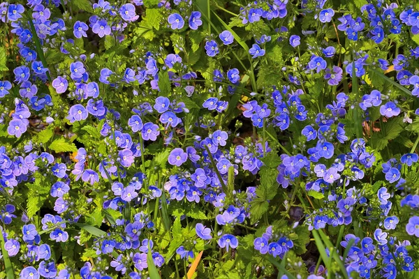 Vackra Blå Glömma Mig Inte Blommor Myosotis Arvensis Vårsolig Äng — Stockfoto
