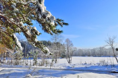 Winter snowy landscape with snow covered pine tree branch 