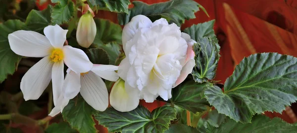 Fiori delicati di begonia bianca nel giardino da vicino — Foto Stock