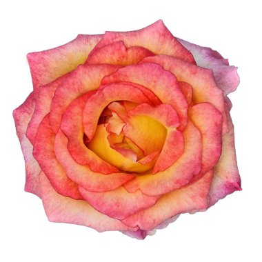 Beyaz arkaplanda izole edilmiş zarif pembe ve sarı gül