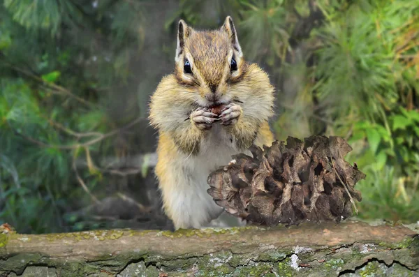 Esquilos engraçados comendo nozes de cedro do cone de pinho no tronco da árvore — Fotografia de Stock