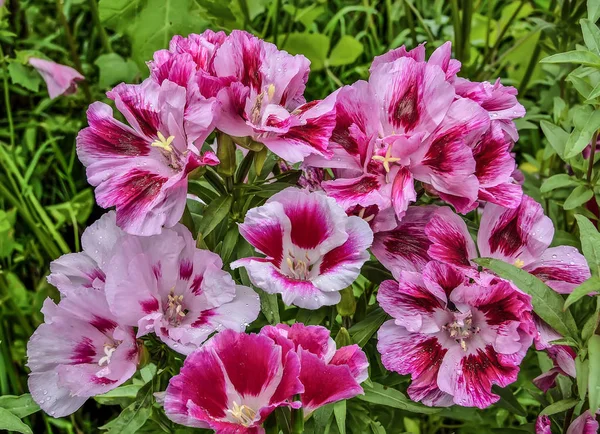 Mor Godetia grandiflora çiçekleri ile Pembe su ile yakın
