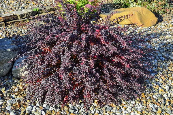 Карликовий фіолетовий кущ атропурпи Берберіс — стокове фото