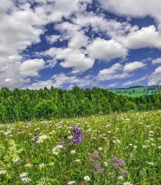 Picturesque summer landscape with blossoming flowers and herbs