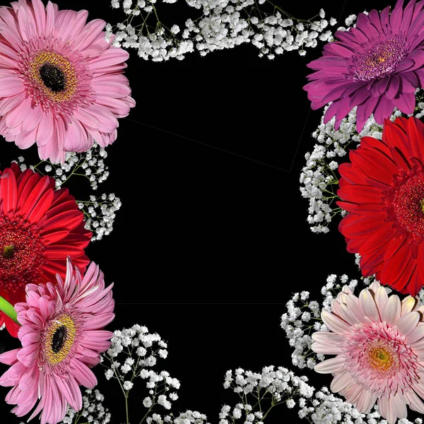 Цветочная рамка с красными и розовыми цветами герберы и гипсофилы — стоковое фото