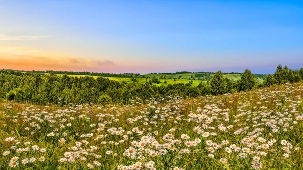 Coucher de soleil d'été coloré lumineux sur la prairie de camomilles sur la colline Image En Vente