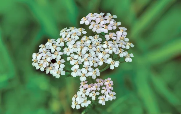 Inflorescencia de flores florecientes de milenrama blanca de cerca . — Foto de Stock