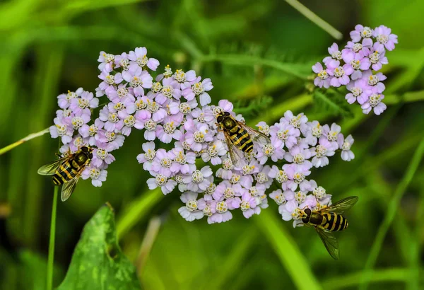 Drei Schwebfliegen ernähren sich von Nektar aus blühenden rosa Schafgarbenblüten — Stockfoto