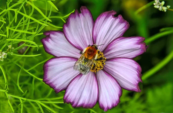 Schöne flauschige Hummel bestäubt weiß mit rosa Kosmos fl — Stockfoto