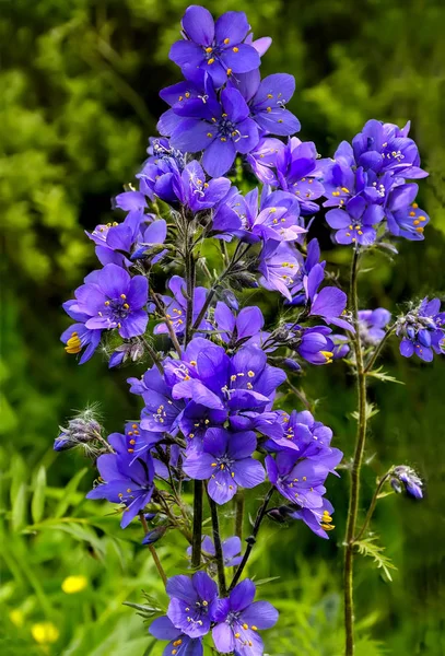 Polemonium caeruleum or Jacob 's Ladder or Greek valerian close u — стоковое фото