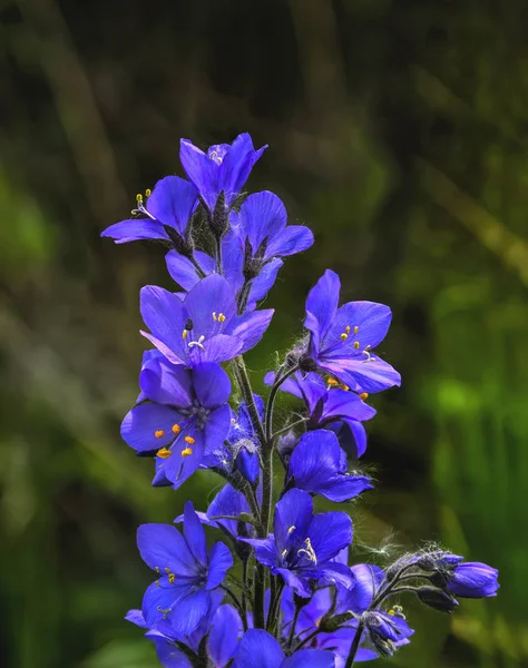 Polemonium caeruleum of Jacob 's Ladder of Griekse valeriaan in de buurt — Stockfoto