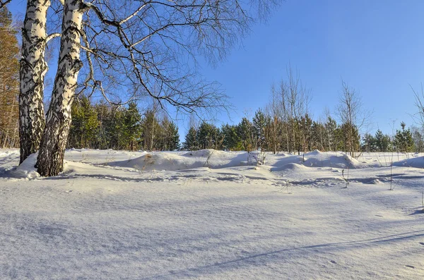 Kış kozalaklı ormanın kenarında iki huş ağacı. — Stok fotoğraf