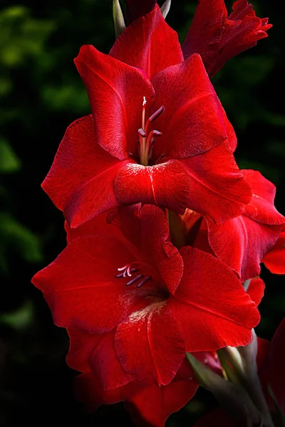 Piękny czerwony gladiolus z aksamitnymi płatkami na czarnym tle — Zdjęcie stockowe