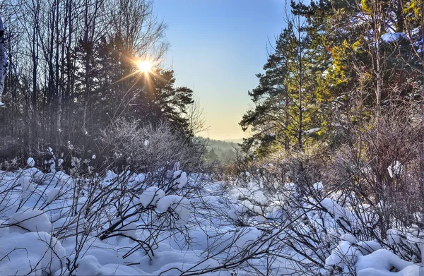 Wintersonniger Morgen im Nadelwald mit Schneeverwehungen — Stockfoto