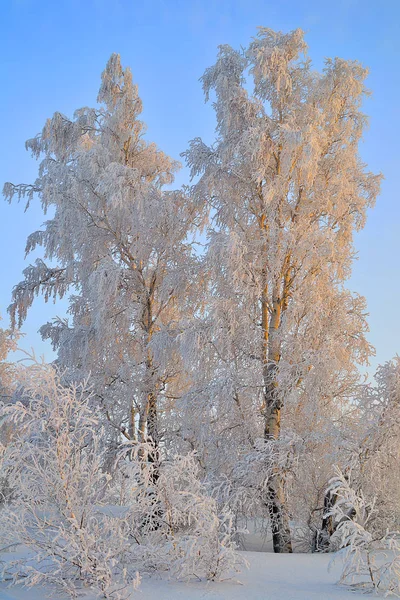 Pôr-do-sol de inverno gelado em bosque de bétula com geada coberta — Fotografia de Stock
