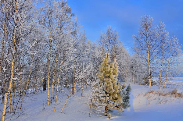 Paysage hivernal avec jeune pin vert dans la forêt de bouleaux — Photo