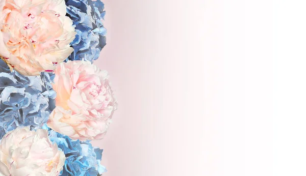 Elegant floral background with gentle pink peonies and blue hydr — Stock Photo, Image