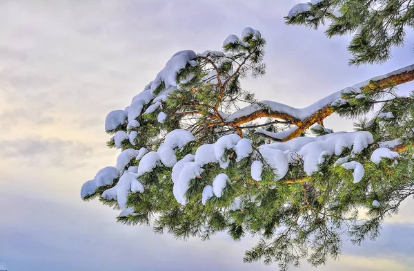 Ramo de pinheiro com neve coberta no fundo do céu por do sol — Fotografia de Stock