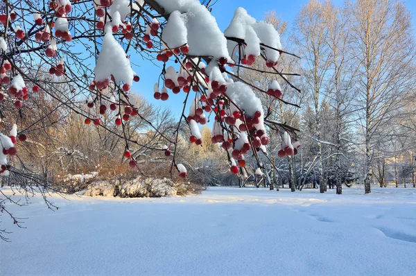 Branche de pommier sauvage enneigée près dans le parc de la ville d'hiver — Photo