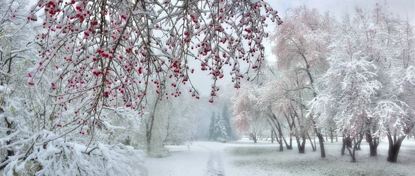 Winterstadtpark bei Schneefall mit roten Wildapfelbäumen — Stockfoto