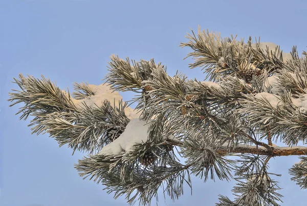 Neve e geada no ramo de pinheiros com cones de perto — Fotografia de Stock