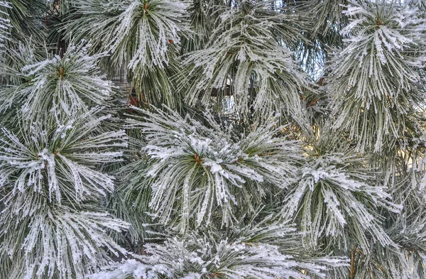 Fondo invernale con rami di pino in hoarfrost — Foto Stock