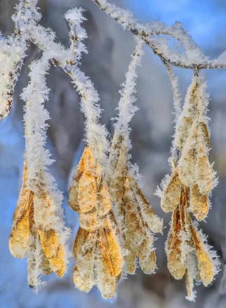 Esdoornzaad met rietvorst van dichtbij bedekt - detail van de winter n — Stockfoto