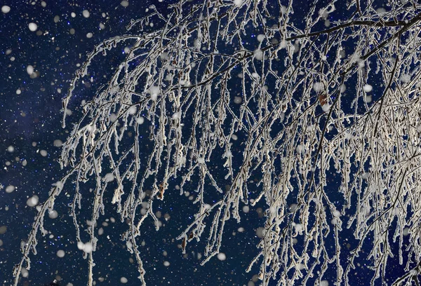 Ветка замерзшей березы в ночном парке при сильном снегопаде — стоковое фото