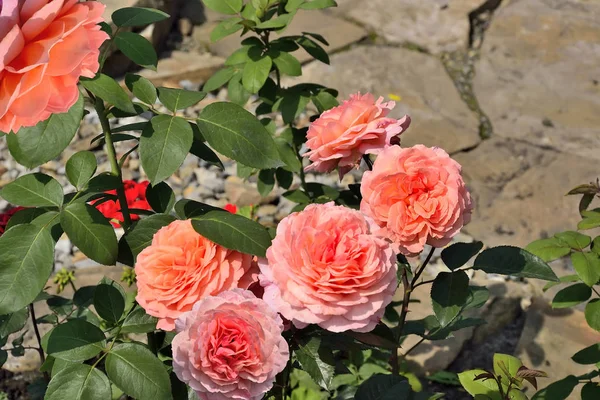 Arbusto floreciente de rosas de color salmón en el jardín de rosas — Foto de Stock