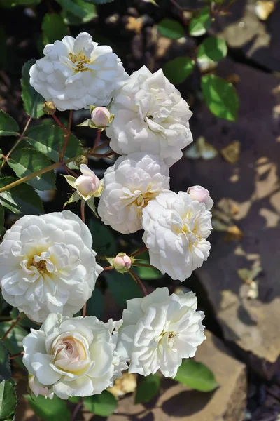 Blühender Strauch weißer englischer Rosen im Rosengarten — Stockfoto