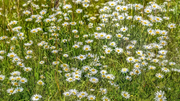 Chamomiles or daisies on meadow - natural floral summer backgrou — Stock Photo, Image