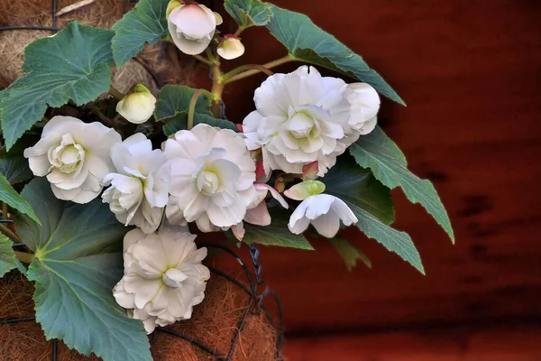 Zarte Blüten der weißen Begonie im Blumentopf aus nächster Nähe — Stockfoto