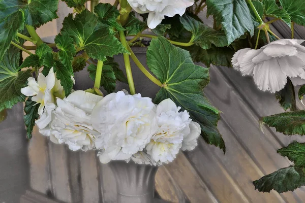 Gentle flowers of white begonia in the flowerpot close up
