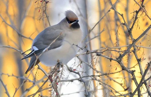 Bird Waxwing or Bombycilla garrulus sitting on bare barberry bra — Stock Photo, Image