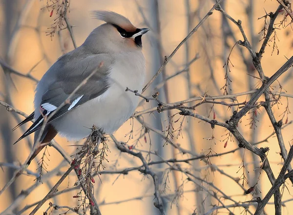 Bird Waxwing or Bombycilla garrulus sitting on bare barberry bra — Stock Photo, Image