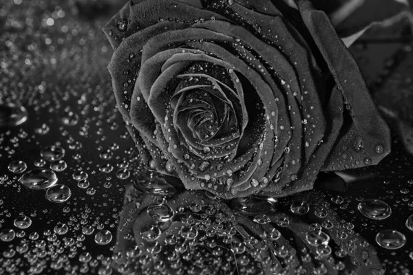 Black rose flower with waterdrops on black background