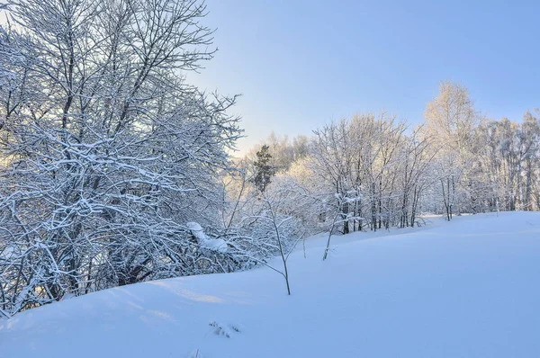 Beauté Fabuleuse Paysage Hivernal Forêt Blanche Couverte Neige Moelleuse Sur — Photo