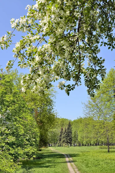 城市公园里美丽的春景 苹果树盛开 小路漫漫长路 青草地长满蒲公英 阳光明媚 蓝天蔚蓝 春天正在消逝的大自然 — 图库照片
