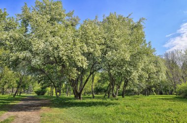 Aydınlık güneşli bir günde şehir parkında bahar çiçekli elma ve kiraz ağaçları. Çiçek açan dalların altındaki yeşil çimenler canlı otlar, sarı karahindibalar ve ağaçların altındaki patikalarla kaplıdır.