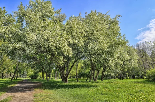 Wiosna Kwitnące Jabłonie Wiśnie Parku Miejskim Jasny Słoneczny Dzień Zielony — Zdjęcie stockowe