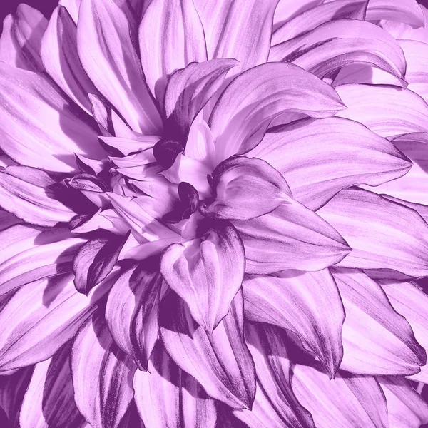 Fond Floral Abstrait Artistique Avec Macro Fleur Dahlia Rose Beaux — Photo