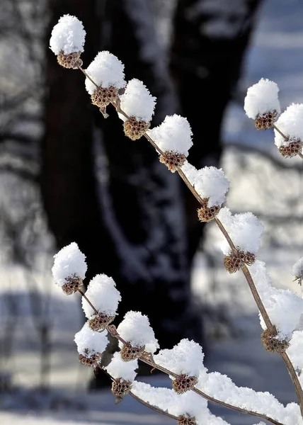 Rama Seca Planta Bosque Invierno Con Nieve Esponjosa Cubierta Después —  Fotos de Stock