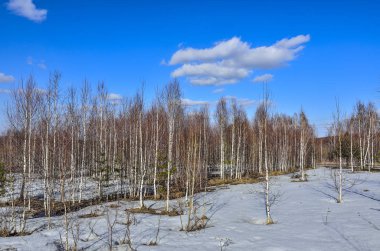 Güneşli bir günde genç huş ağaçlarında bahar buzları eriyor. Kış karları erir, eriyen çimenler, beyaz huş ağaçları gövdeleri ve parlak mavi gökyüzü arka planında bulutlar. Erken bahar manzarası