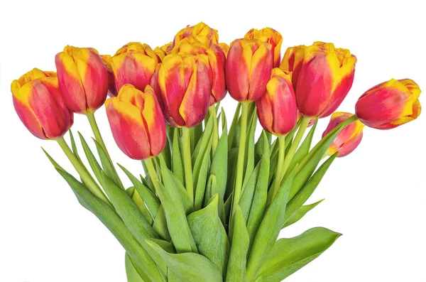 Frischer Frühlingsstrauß Von Rot Mit Gelben Tulpen Auf Weißem Hintergrund — Stockfoto
